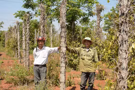 Thủ phủ hồ tiêu thất thủ