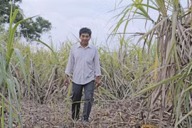 Ngành mía đường: Đừng trông đợi vào giải cứu!