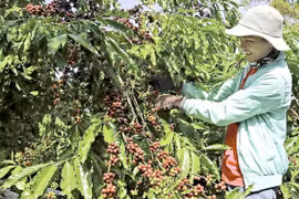 TN vỡ trận cây CN-Bài 4:Để cây CN giữ vị thế cây trồng chủ lực