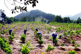 Gia Lai: Doanh nghiệp nợ hơn 3,5 tỷ đồng trồng rừng thay thế