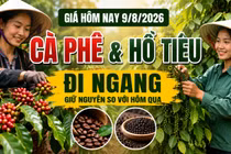 Giá cà phê, hồ tiêu hôm nay 9/8: Thị trường đồng loạt đi ngang