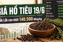 Giá hồ tiêu hôm nay 19/6: Thị trường đi ngang, vẫn neo vùng cao
