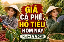Giá cà phê, hồ tiêu hôm nay 7/8: Cà phê lao dốc, giá tiêu đi ngang
