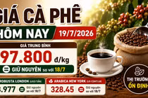 Giá cà phê hôm nay 19/7 đi ngang, thị trường chờ tín hiệu mới