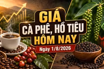 Giá cà phê, hồ tiêu hôm nay 1/8/2026 đồng loạt đi ngang
