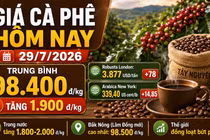 Giá cà phê hôm nay 29/7: Tăng gần 2.000 đồng/kg, áp sát mốc 100.000