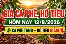 Giá cà phê, hồ tiêu hôm nay 12/8: Cà phê tăng, giá tiêu giảm