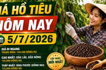 Giá tiêu hôm nay 5/7: Cao nhất 135.000 đồng/kg