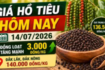 Giá hồ tiêu hôm nay 14/7: Tăng mạnh tới 3.000 đồng/kg