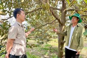 Áp dụng phương pháp chăm sóc theo hướng hữu cơ, vườn sầu riêng của các thành viên HTX Sầu riêng hữu cơ Ia Phìn (huyện Chư Prông) có thể đạt năng suất 28 tấn/ha. Ảnh: Hà Duy