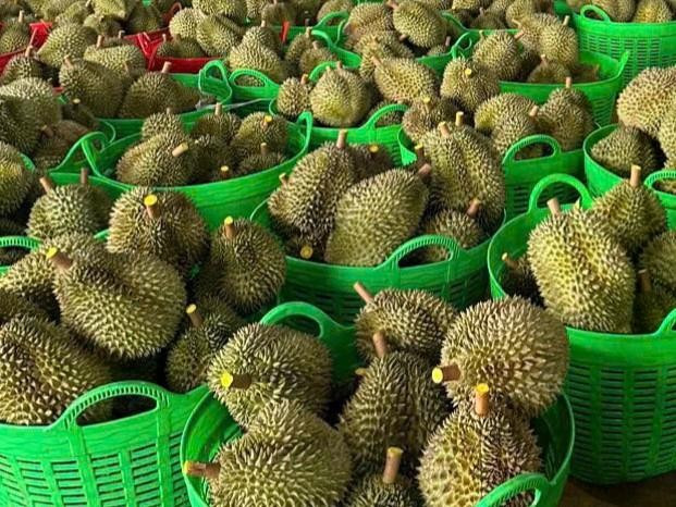 Tỉnh Đắk Nông có trên 12.000 ha trồng cây sầu riêng, sản lượng khoảng 65.000 tấn. ẢNH MINH HỌA Tỉnh Đắk Nông có trên 12.000 ha trồng cây sầu riêng, sản lượng khoảng 65.000 tấn. ẢNH MINH HỌA