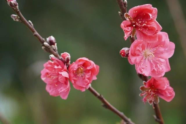 Tránh hái hoa ở nơi công cộng hoặc ven đường đem về ăn.ẢNH MINH HỌA: THANH NAM