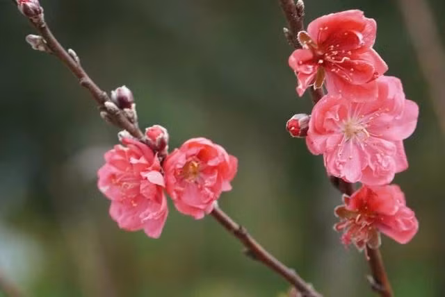 Tránh hái hoa ở nơi công cộng hoặc ven đường đem về ăn.ẢNH MINH HỌA: THANH NAM