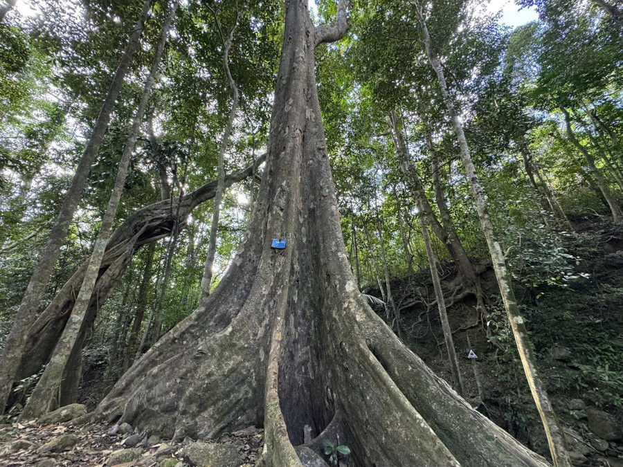 Cây cổ thụ cao hàng chục mét giữa rừng sâu. ẢNH: H.T