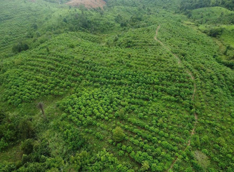 Một cánh rừng nguyên sinh ở Chư Mom Ray đang dần hồi phục. ẢNH: VƯỜN QG CHƯ MOM RAY CUNG CẤP