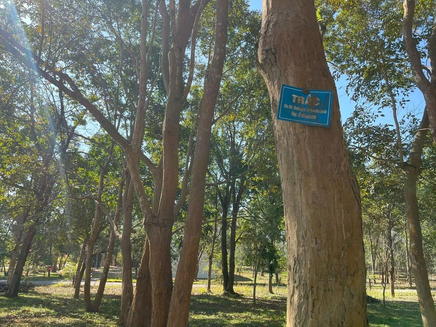 Rừng trắc và cây bản địa quý được phục hồi ở Chư Mom Ray. ẢNH: H.T