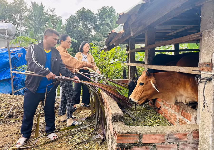 Chị Mang Thị Thanh Thẩn (làng Kà Xim, xã Vân Canh, người ở giữa) được hỗ trợ 2 con bò cái lai sinh sản để phát triển kinh tế. Ảnh: D.Đ