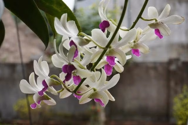 Có những loài hoa nhìn rất đẹp nhưng lại chứa độc tố. ẢNH MINH HỌA: THANH NAM