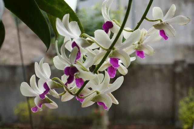 Có những loài hoa nhìn rất đẹp nhưng lại chứa độc tố. ẢNH MINH HỌA: THANH NAM