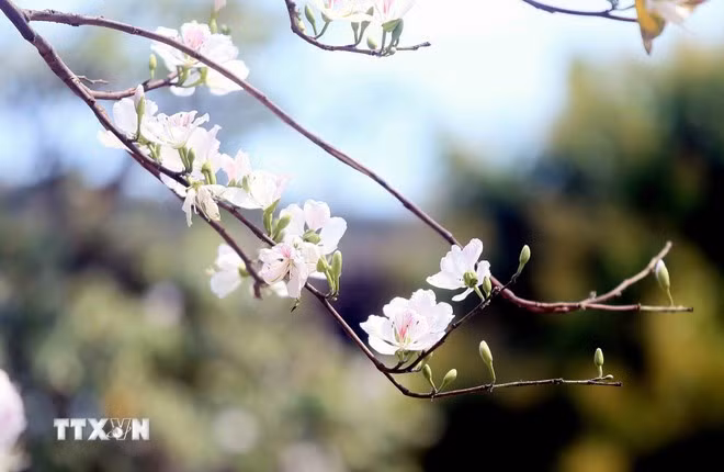 Mộc Châu - mùa hoa và những thảo nguyên xanh