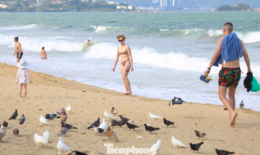 Trên bãi biển Nha Trang, du khách dễ dàng bắt gặp những đàn chim bồ câu bay lượn trên bầu trời rồi nhẹ nhàng sà xuống bãi cát.