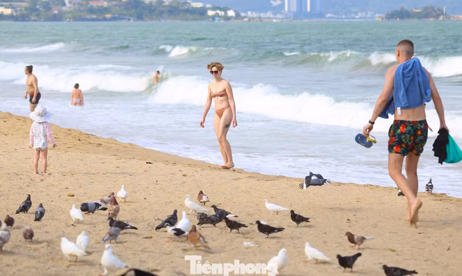 Trên bãi biển Nha Trang, du khách dễ dàng bắt gặp những đàn chim bồ câu bay lượn trên bầu trời rồi nhẹ nhàng sà xuống bãi cát.