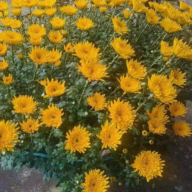 Không phải loài hoa nào cũng có thể ăn, và không phải cách ăn nào cũng an toàn. ẢNH MINH HỌA: THANH NAM