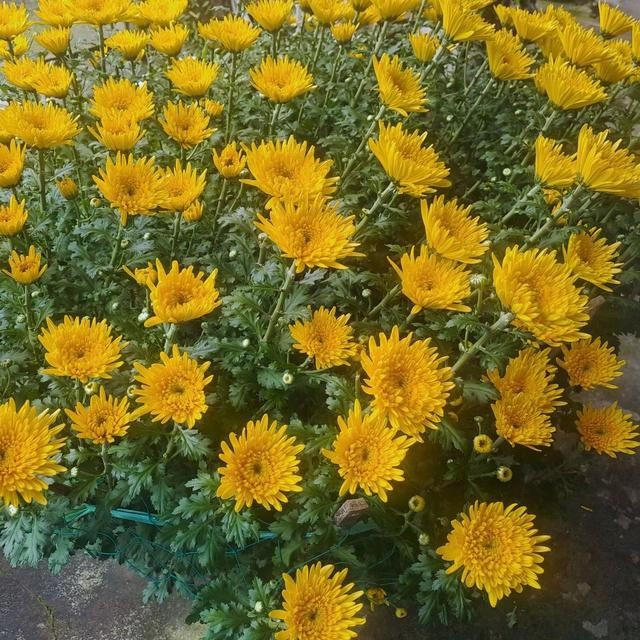 Không phải loài hoa nào cũng có thể ăn, và không phải cách ăn nào cũng an toàn. ẢNH MINH HỌA: THANH NAM