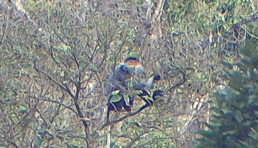 Voọc chà vá trong rừng Chư Mom Ray. ẢNH: HỒNG THÁI