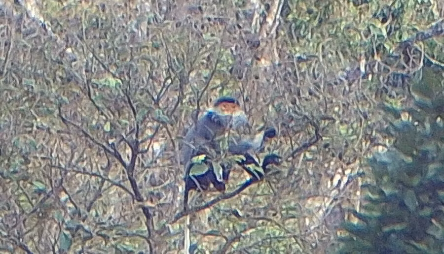 Voọc chà vá trong rừng Chư Mom Ray. ẢNH: HỒNG THÁI