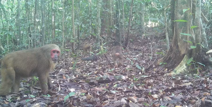 Đàn khỉ tung tăng trong rừng. ẢNH: HỒNG THÁI