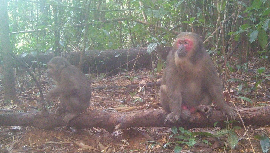 Hai mẹ con khỉ mặt đỏ. ẢNH: HỒNG THÁI