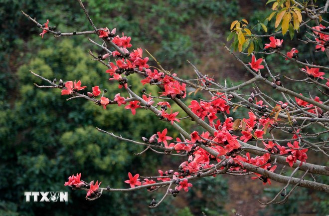 Hà Giang - mùa hoa gạo đỏ rực