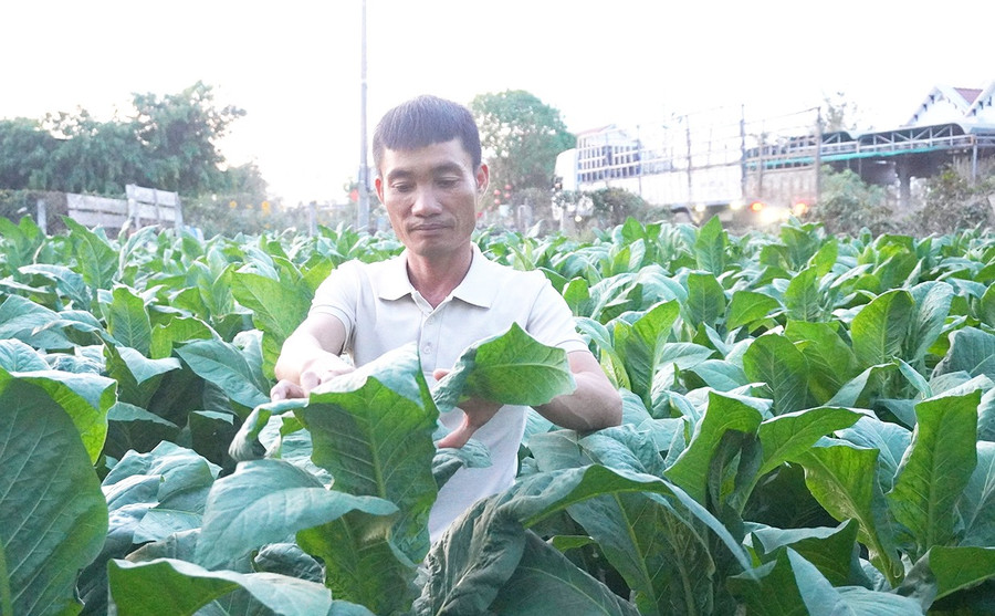 Người dân thôn Hưng Hà (xã Phú Túc) phát triển kinh tế từ cây thuốc lá. Ảnh: Chu Hằng