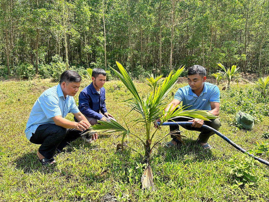 Từ nguồn vốn Dự án 3, các hộ dân ở làng Canh Giao (xã Vân Canh) được hỗ trợ cây dừa giống để phát triển kinh tế. Ảnh: D.Đ