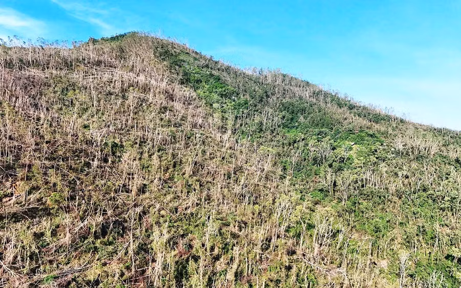 Nhiều diện tích cây keo lai trồng theo Dự án 661 tại tiểu khu 181, xã Phù Mỹ bị gãy đổ, chết khô, gây thiệt hại nặng về kinh tế cho các hộ nhận khoán. Ảnh: V.L