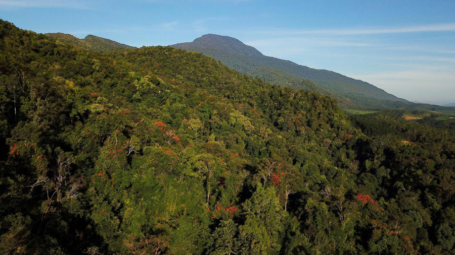 Khoảnh khắc rừng vào mùa xuân ở Chư Mom Ray. ẢNH: P.A
