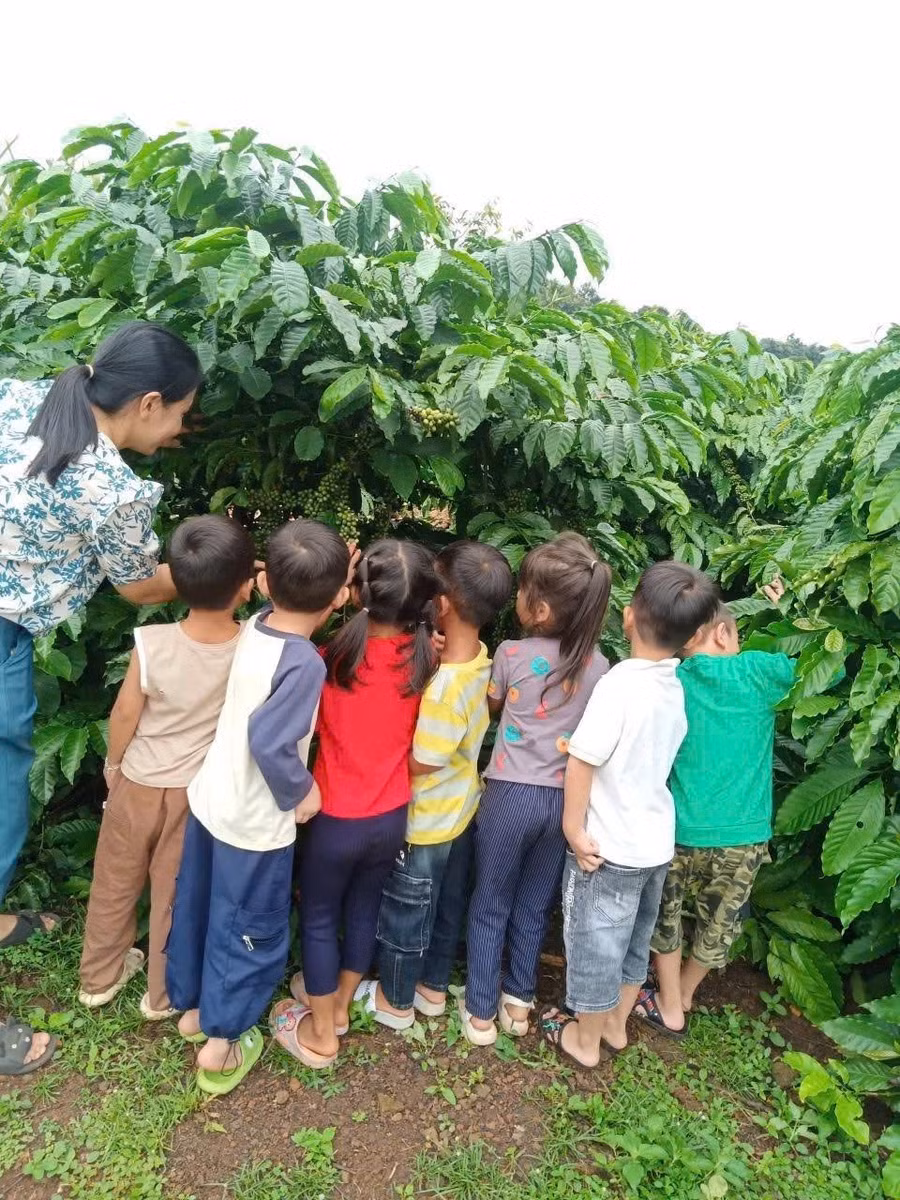 Trẻ tham gia một hoạt động tham quan vườn cà phê gần trường