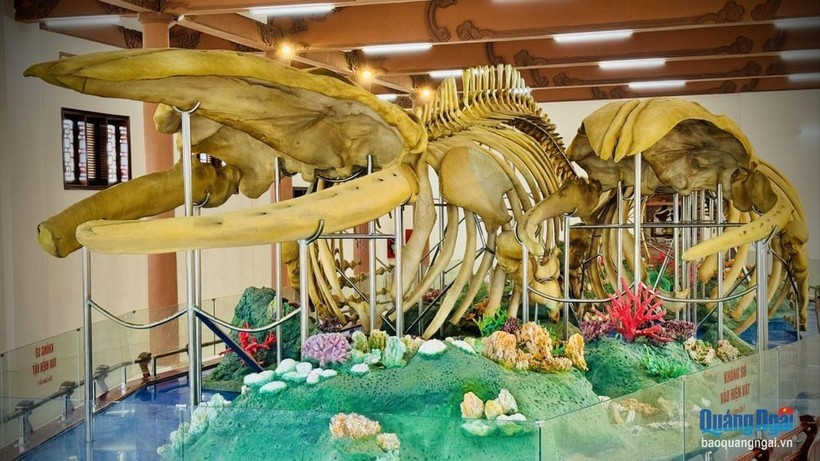 Hai bộ xương cá Ông trưng bày tại Di tích Lăng Tân, huyện Lý Sơn. (Nguồn: Báo Quảng Ngãi) hai-bo-xuong.jpg