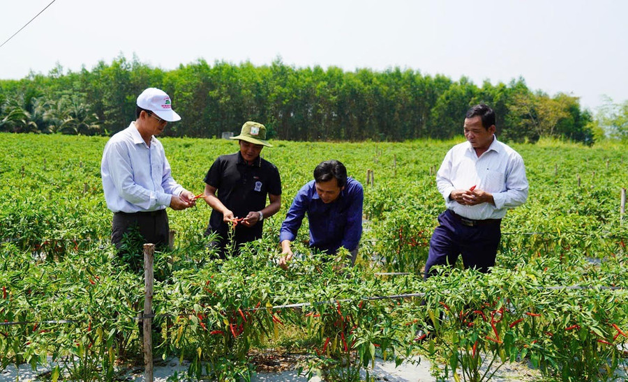 Bí thư Đảng ủy xã Vĩnh Quang Nguyễn Kế Đấu (người đứng đầu tiên bên trái) kiểm tra việc thu hoạch ớt trên địa bàn xã. Ảnh: N.H laytr2.jpg