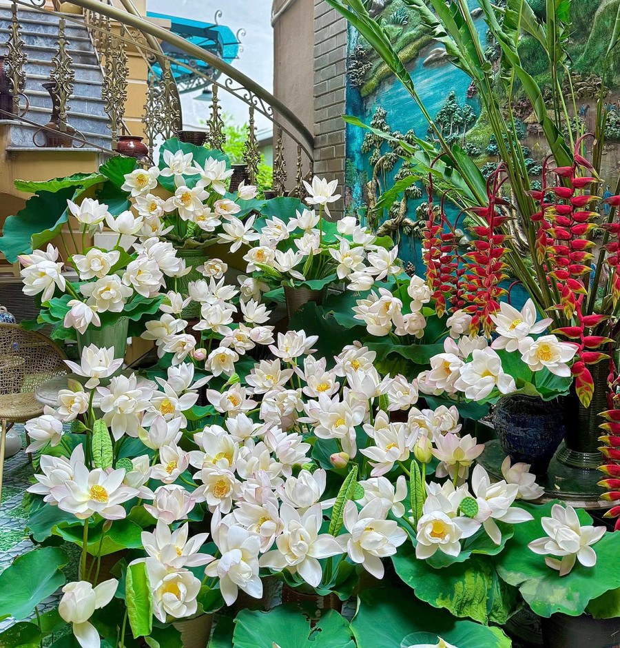 Mỗi khi vào mùa hoa sen, nhà chị Hương luôn ngập tràn màu sắc, hương thơm của loài hoa này. Chị cắm hoa mỗi ngày vì mê vẻ đẹp cũng như hương thơm và thích thú quay clip ghi lại những khoảnh khắc hoa bung nở rực rỡ. ẢNH: NVCC Mỗi khi vào mùa hoa sen, nhà chị Hương luôn ngập tràn màu sắc, hương thơm của loài hoa này. Chị cắm hoa mỗi ngày vì mê vẻ đẹp cũng như hương thơm và thích thú quay clip ghi lại những khoảnh khắc hoa bung nở rực rỡ. ẢNH: NVCC