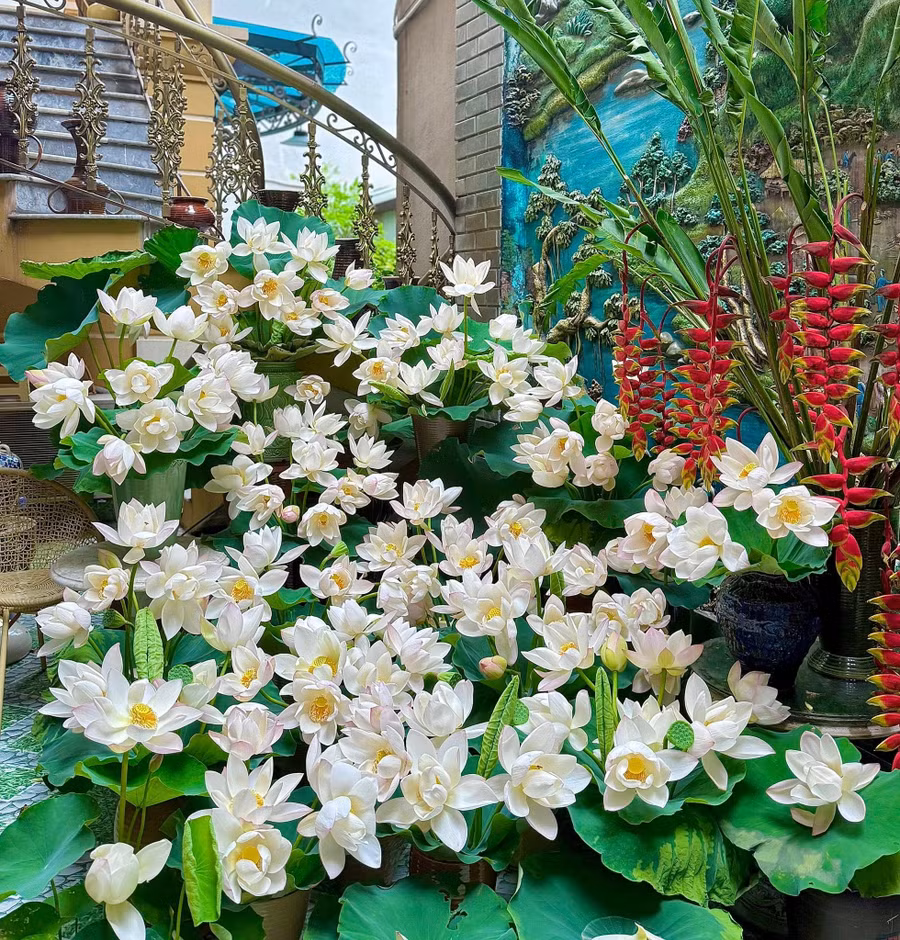 Mỗi khi vào mùa hoa sen, nhà chị Hương luôn ngập tràn màu sắc, hương thơm của loài hoa này. Chị cắm hoa mỗi ngày vì mê vẻ đẹp cũng như hương thơm và thích thú quay clip ghi lại những khoảnh khắc hoa bung nở rực rỡ. ẢNH: NVCC