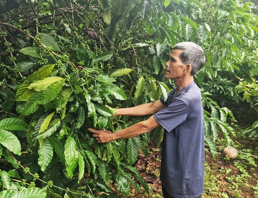 Già Rơ Mah Blơi chăm sóc vườn cà phê của gia đình. Ảnh: V.H 1thu-lnh-cua-lang.jpg