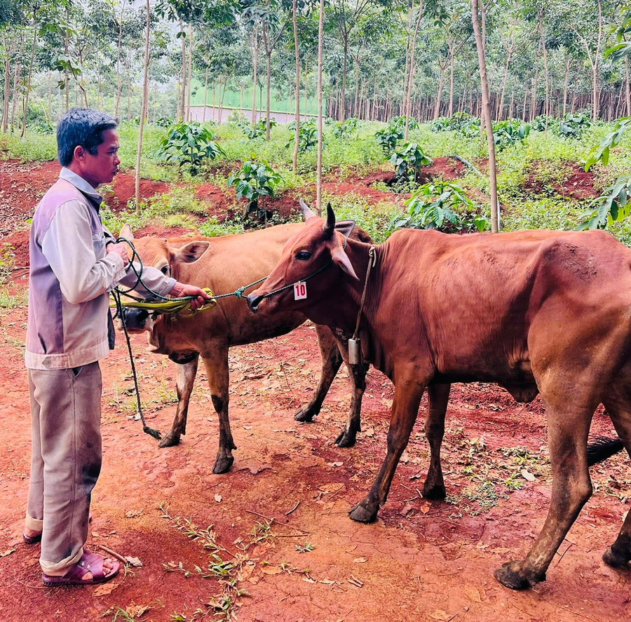Gia đình anh Trần Văn Bình (làng Ia Boong, xã Ia Nan) hộ cận nghèo được hỗ trợ 2 con bò giống. Ảnh: Văn Thọ