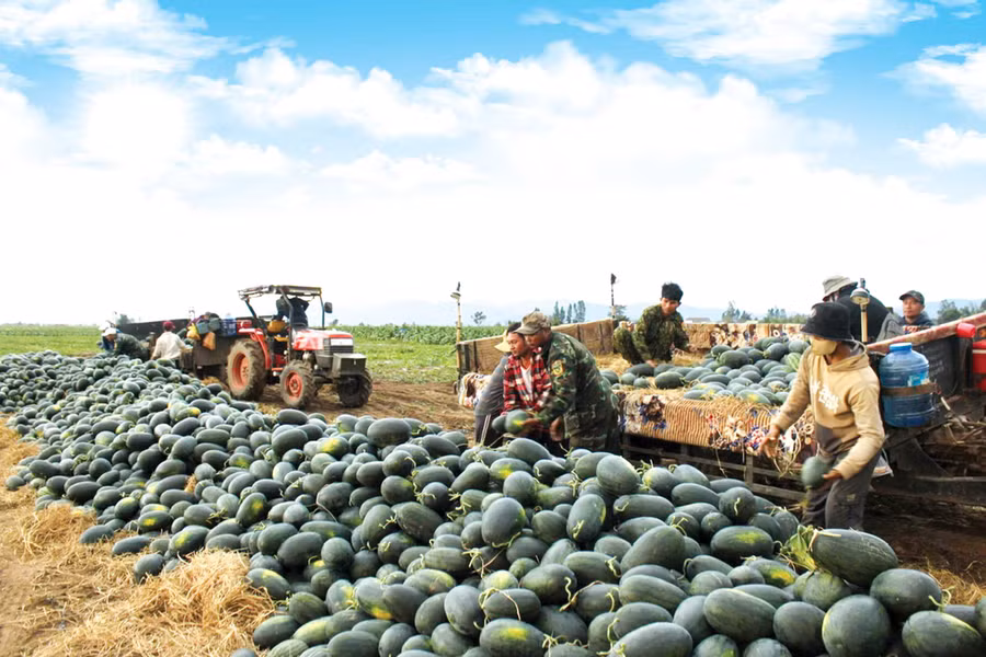 Người trồng dưa trên cao nguyên phía Tây tỉnh hy vọng vụ dưa Tết năm nay được mùa, được giá. Ảnh: V.Chi