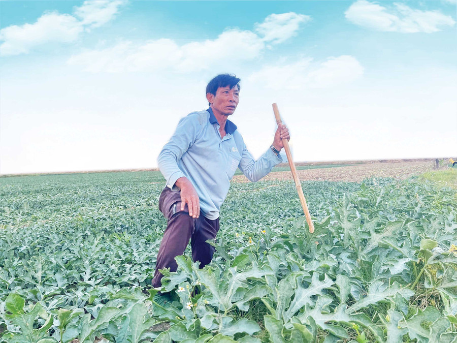 Ông Từ Văn Bé (xã Tây Sơn) thuê 5 ha đất trồng dưa hấu tại xã Ia Tul. Ảnh: Vũ Chi