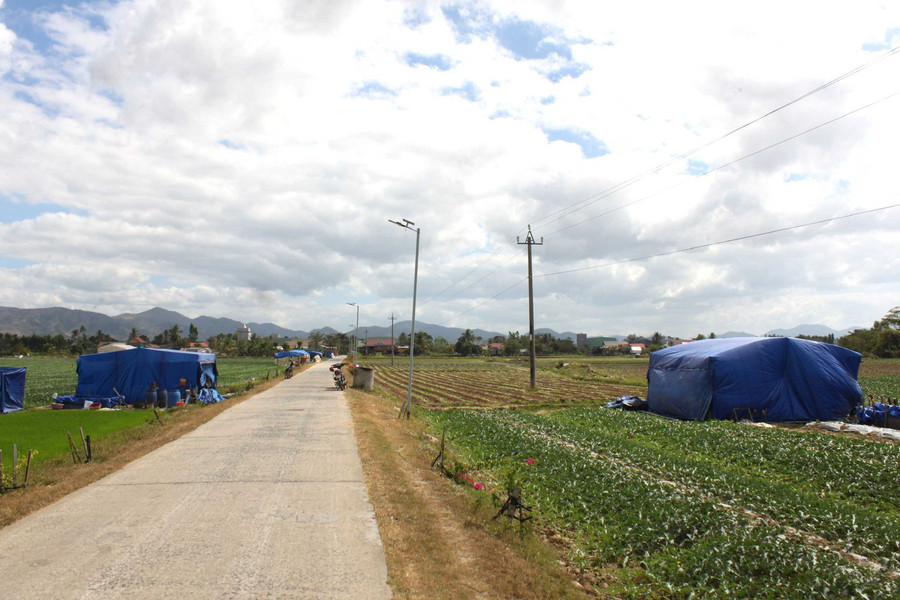 Những túp lều là nơi che mưa che nắng của nông dân xứ Nẫu lên cao nguyên thuê đất trồng dưa. Ảnh: Vũ Chi