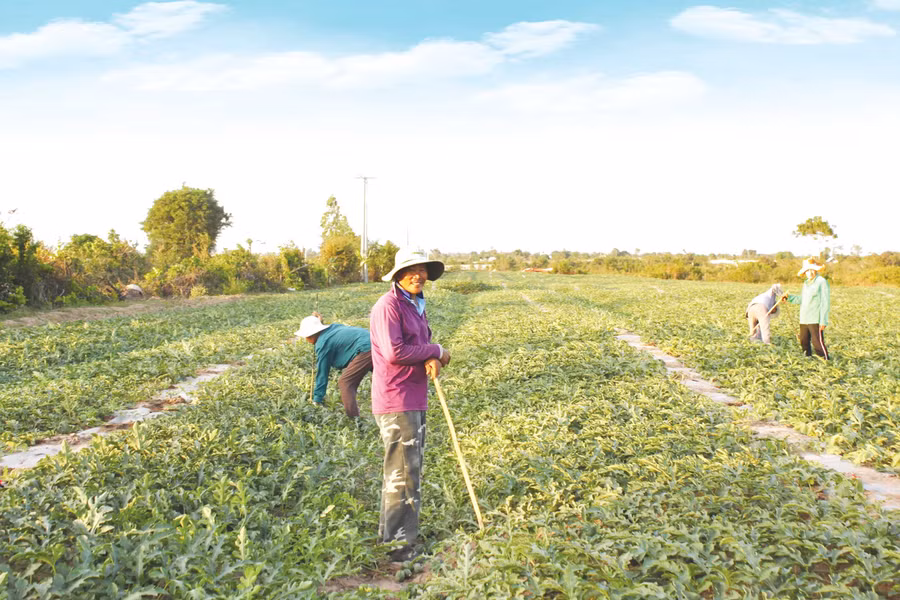 Gia đình ông Lê Văn Tân (xã An Nhơn Tây) trên cánh đồng dưa tại xã Ia Sao. Ảnh: Vũ Chi
