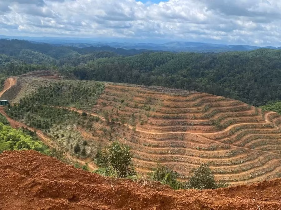 Các đối tượng đã đánh luống, chia thửa để phục vụ mục đích trồng cây