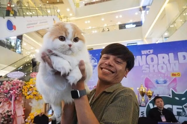Cuộc thi quy tụ nhiều bé mèo đẹp trên thế giới về Việt Nam